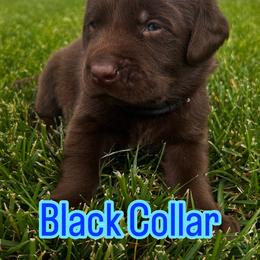 Australian Cattle Dog and Labrador Retriever Puppies from Christensen Heelers