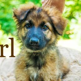 German Shepherds from Megas House