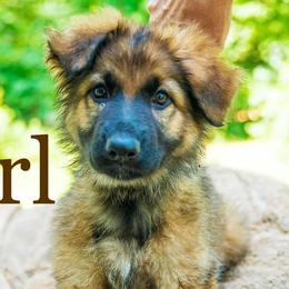German Shepherds from Megas House