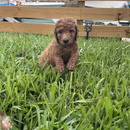 Goldendoodle Puppies from The Miller's Goldendoodles