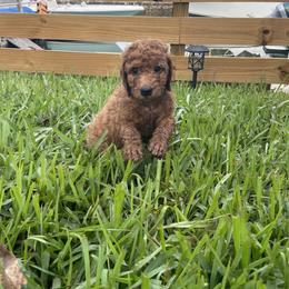 Goldendoodle Puppies from The Miller's Goldendoodles