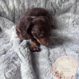 Bounty - Chocolate and tan male Dachshund puppy in Lufkin, Texas from CSW Dachshunds