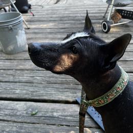 Xoloitzcuintli Puppies from Harbinger Xolos