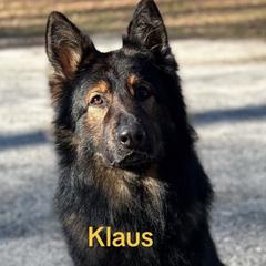 Klaus - German Shepherd