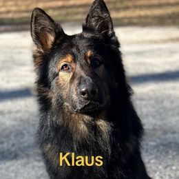 Klaus - German Shepherd