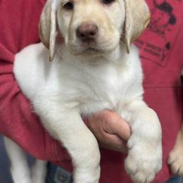 Male 5 - Yellow male Labrador Retriever puppy in Yamhill, Oregon from FitzGerald Kennels