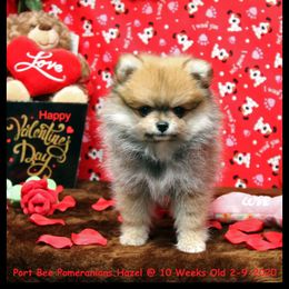 Pomeranian Puppies from Port Bee Pomeranian’s