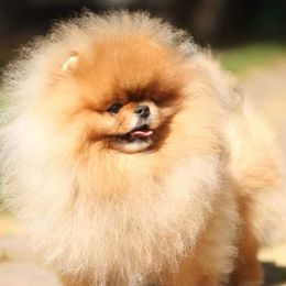 Pomeranians and Yorkshire Terriers from 🤎 Gigi’s Yorkie For Life 🐶