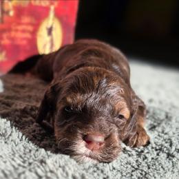 Stitch - Brown white and tan male Cockapoo puppy in Indiahoma, Oklahoma from Phamily Doodles