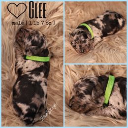 Double Doodle, Goldendoodle, and Sheepadoodle Puppies from Shaw Spring's Canines