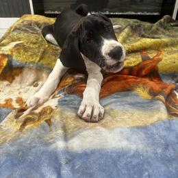 Echo - Mantle female Great Dane puppy in Liberty, New York from Catskills Greatest Danes