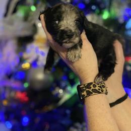 Piper - Blue merle female Aussiedoodle puppy in Columbia, Kentucky from Burton's Precious Doodles
