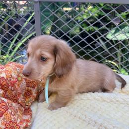 Lloyd - Cream male Dachshund puppy in Lexington, Oklahoma from BooneDox Miniature Dachshunds