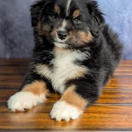 Bijou - Black tri-color male Australian Shepherd puppy in Fultonville, New York from Sandy Aussies, Mini Dachshunds & Pomeranians