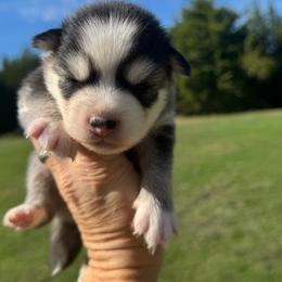Fred - Gray and white male Pomsky puppy in Gunter, Texas from The Painted Pomsky