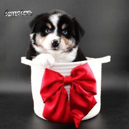 Black Tri 2 blue eyes - Black tri male Miniature Australian Shepherd puppy in Pinehurst, Texas from Aussie Amor