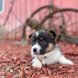 Gray Female - Black and tan female Pembroke Welsh Corgi puppy in La Porte City, Iowa from Cedar River Corgis