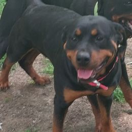Freyja - Rottweiler