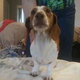 Dachshunds, Miniature Schnauzers, and Shih Tzus from Love My Tzus
