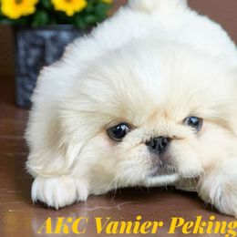 AKC Vanier's Candace - White female Pekingese puppy in Texas from Vanier Pekingese