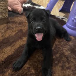 German Shepherd Puppies from vom großen Staat