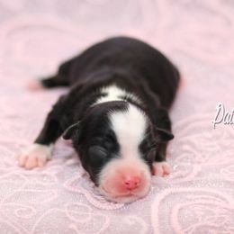 Australian Shepherd, Miniature American Shepherd, Miniature Australian Shepherd, and Toy Australian Shepherd Puppies from Painted Blue Aussies