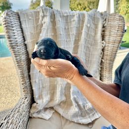 Rose - Black female Bernedoodle puppy in Yuba City, California from Ranch House Doodles