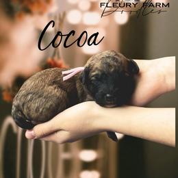 Cocoa - Wheaten female Whoodle puppy in Knoxville, Tennessee from Fleury Farm Doodles TN