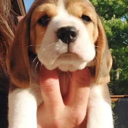 Beagle Puppies from Long Creek Beagles