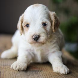 Norman - Apricot male Labradoodle puppy in Crete, Nebraska from Doodles & Co