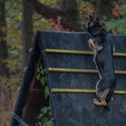 Cane Corso and German Shepherds from Mormaxx Kennel