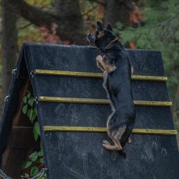 Cane Corso and German Shepherds from Mormaxx Kennel