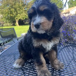 Bernedoodle Puppies from Busacker Babies