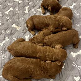 Girl 1 - Red  female Poodle puppy in Abilene, Texas from Mesquite Kennels