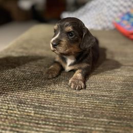 Dachshund Puppies from Silver Dach Farms