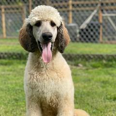 Goldendoodle Puppies from Chrissydoodles