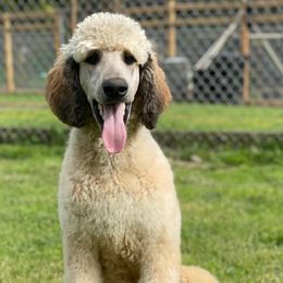 Goldendoodle Puppies from Chrissydoodles