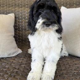 Lotus - Black and white male Cockapoo puppy in Claremont, North Carolina from Magnolia Grove Farms