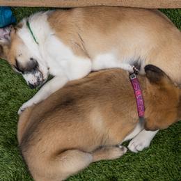 Anatolian Shepherd Dog Puppies from Fiddler’s Dream Anatolians