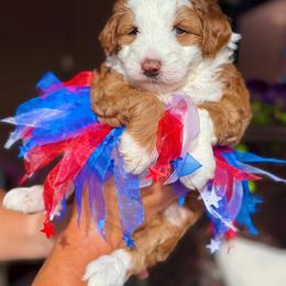 Wave - female Australian Mountain Doodle puppy in Miami, Florida from Jade’s Paws & Co. Of Miami LLC