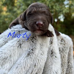 Goldendoodle Puppies from O’Doodle Clan Goldendoodles