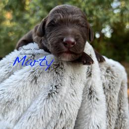 Goldendoodle Puppies from O’Doodle Clan Goldendoodles