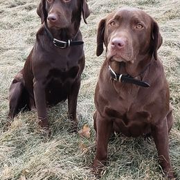 Labrador Retrievers from Fritz Pointing Labs