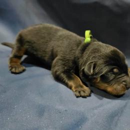 Psilocybin - Black and tan female Beauceron puppy in Margate, Florida from Soleil et Lune Beaucerons