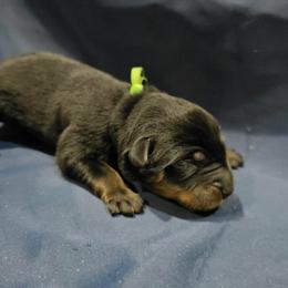 Psilocybin - Black and tan female Beauceron puppy in Margate, Florida from Soleil et Lune Beaucerons