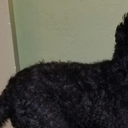 Labradoodles from Silver Star Doodles
