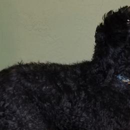Labradoodles from Silver Star Doodles