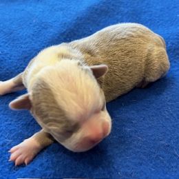 Ruby - Boston Terrier puppy in Youngsville, North Carolina from Gemini Boston Terriers