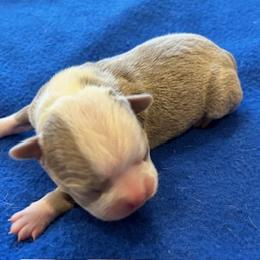 Ruby - Boston Terrier puppy in Youngsville, North Carolina from Gemini Boston Terriers