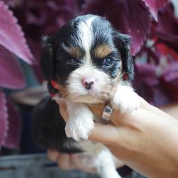 Domino - Tri-color male Cavalier King Charles Spaniel puppy in Lula, Georgia from Cavaliers by Crumley